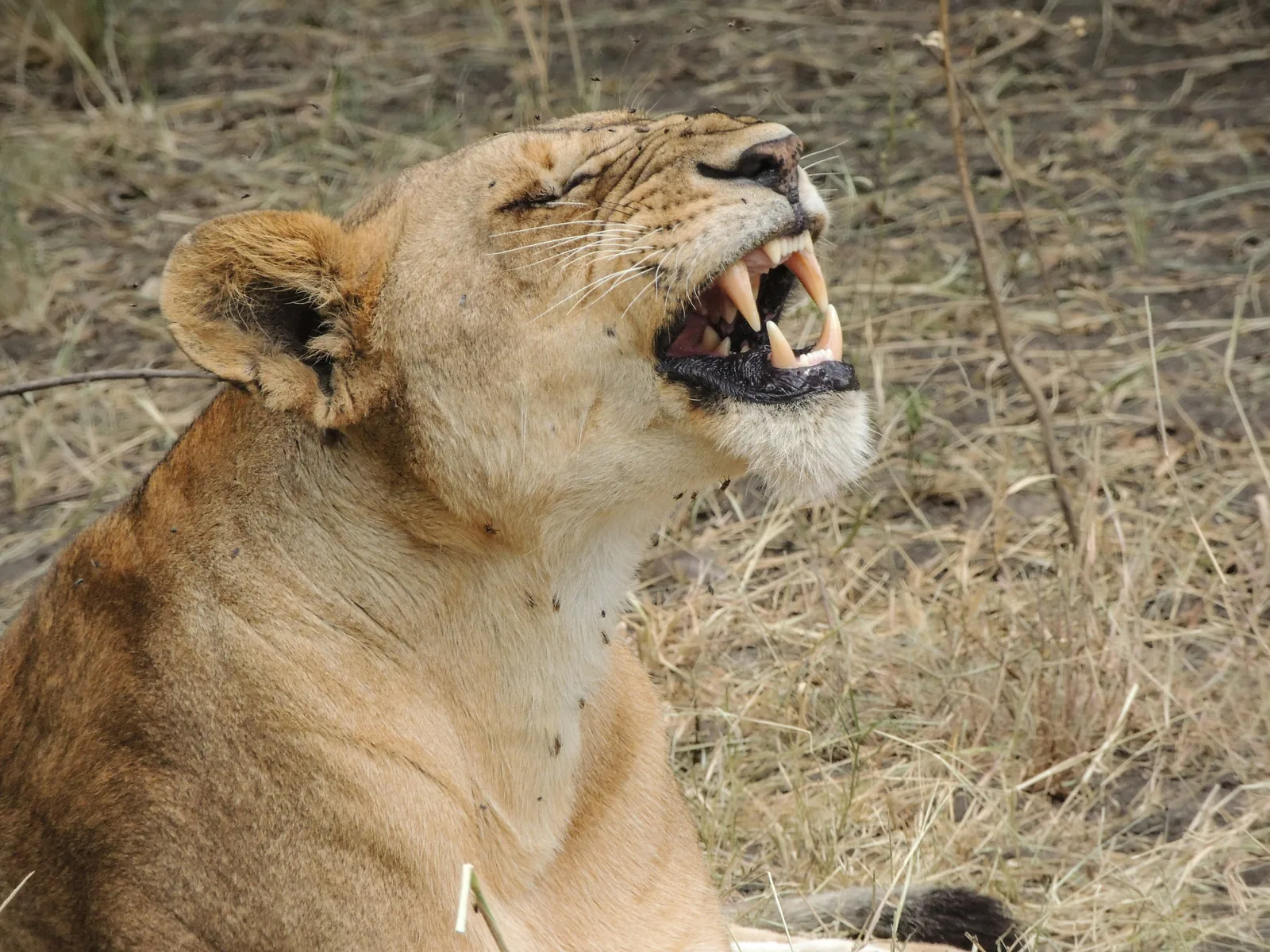 Serengeti wildlife in green grass during a Tanzania safari season