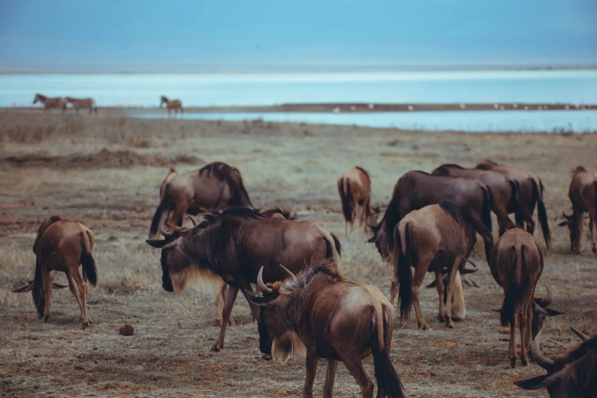 Multiple Serengeti Nights