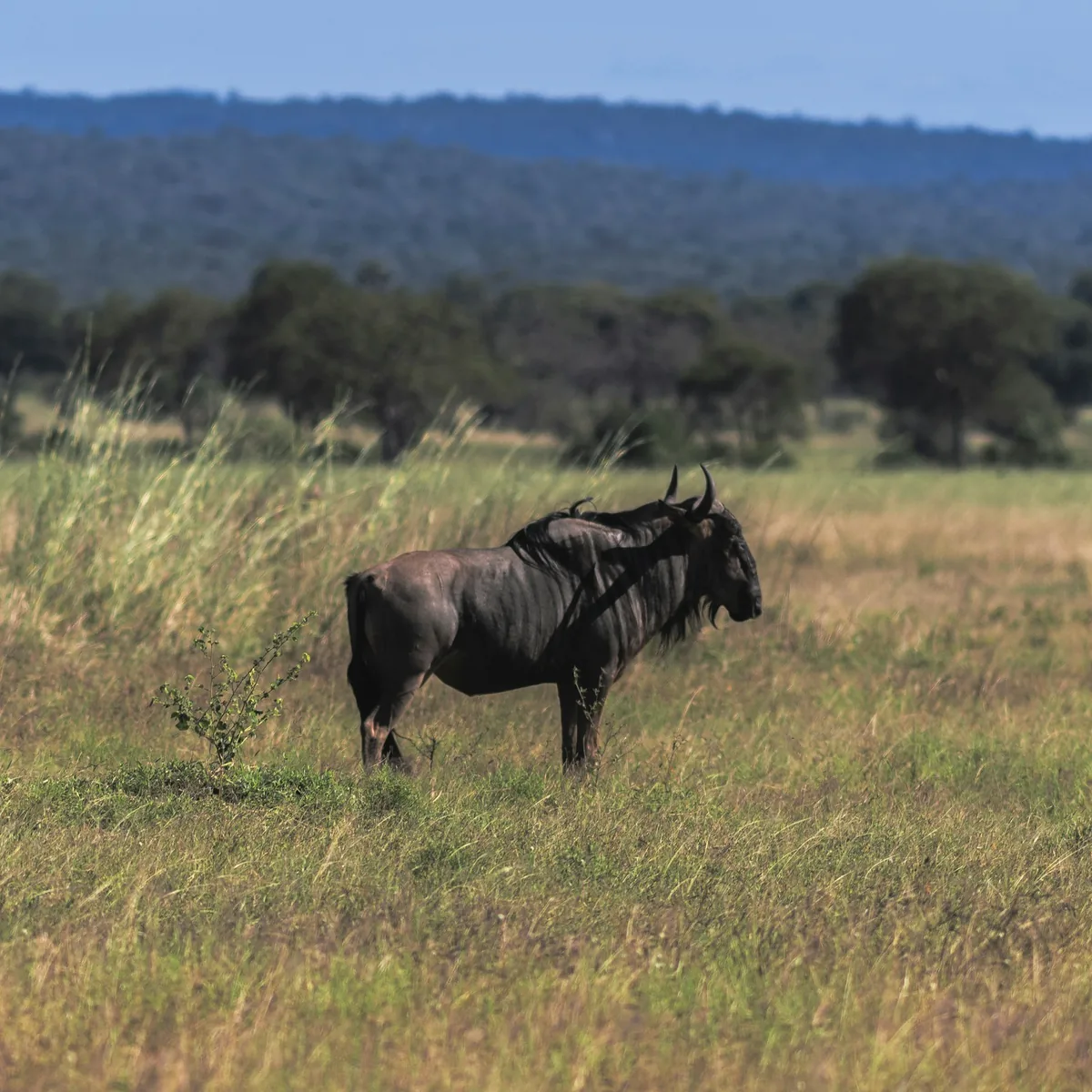Day 3: Ngorongoro Crater, Then to Ndutu