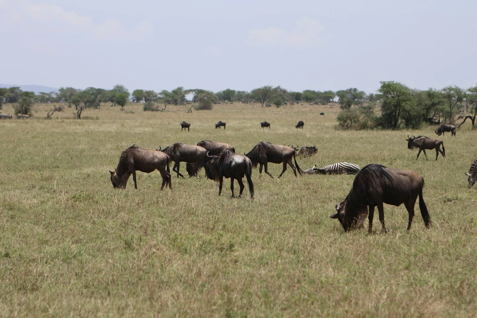 Wildebeest and zebra herds on the Serengeti plains