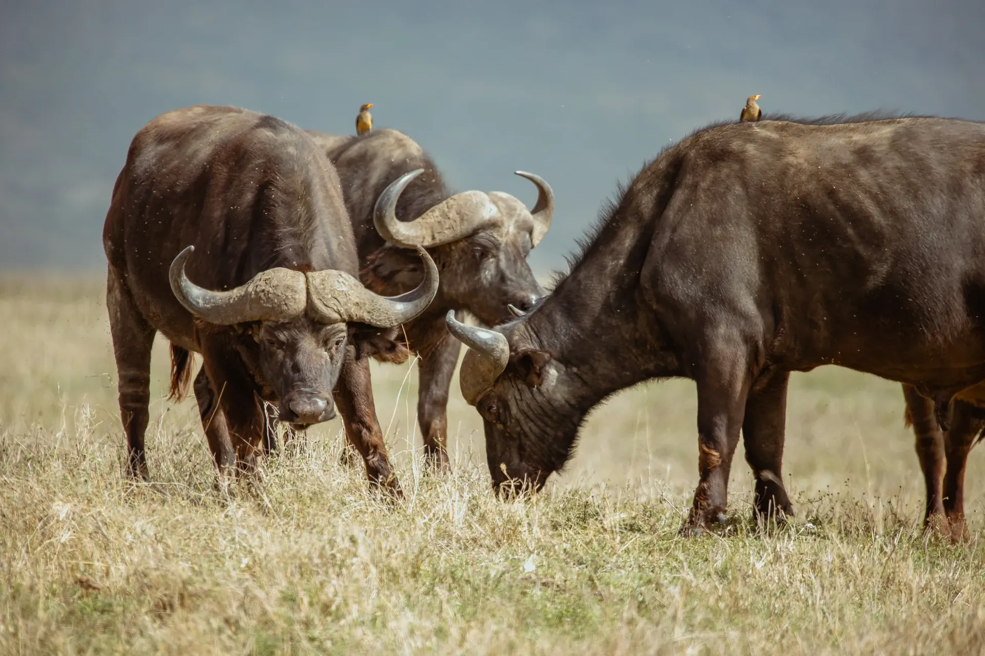 Ngorongoro Crater